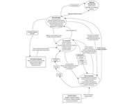 Flow Model
